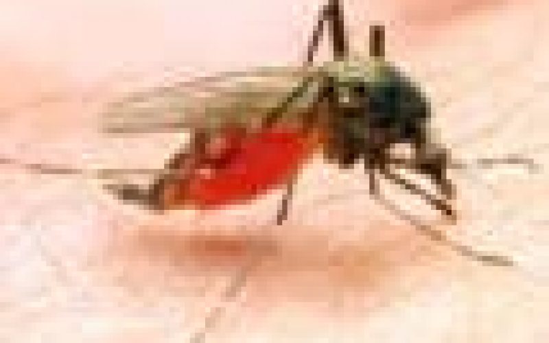 Give more funding to malaria-like COVID, experts tell FG