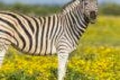 Omu Resort welcomes first zebra in Lagos
