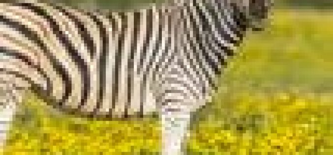 Omu Resort welcomes first zebra in Lagos