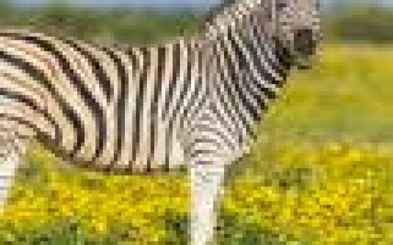Omu Resort welcomes first zebra in Lagos