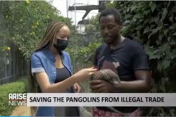 Saving Pangolins, the World’s Most Trafficked Mammal, from Illegal Trade