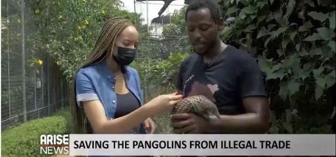 Saving Pangolins, the World’s Most Trafficked Mammal, from Illegal Trade
