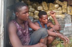 Wanted drug baron arrested in Nasarawa as NDLEA intercepts 1,330kg skunk in Edo