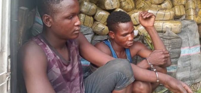 Wanted drug baron arrested in Nasarawa as NDLEA intercepts 1,330kg skunk in Edo