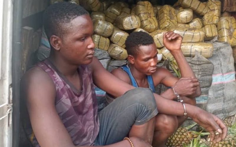 Wanted drug baron arrested in Nasarawa as NDLEA intercepts 1,330kg skunk in Edo