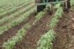 FG to explore opportunities in Potato Value Chain