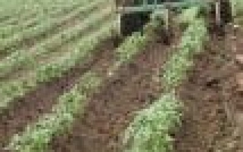 FG to explore opportunities in Potato Value Chain