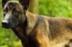 Kaduna govt vaccinates 6,250 dogs against rabies — Official
