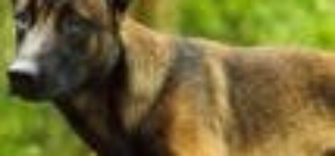 Kaduna govt vaccinates 6,250 dogs against rabies — Official