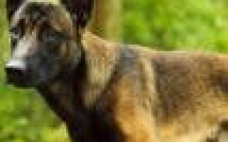 Kaduna govt vaccinates 6,250 dogs against rabies — Official