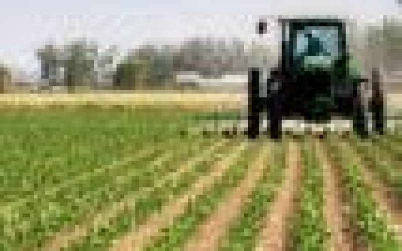 Food Security: NALDA moves to reactivate 1,200 hectares farmland in Ekiti