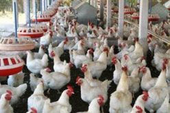 5yr Agric roadmap: Lagos woos private sector in meat, fish, livestock investments