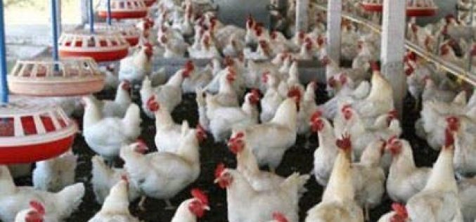 5yr Agric roadmap: Lagos woos private sector in meat, fish, livestock investments