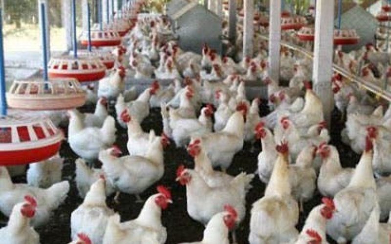 5yr Agric roadmap: Lagos woos private sector in meat, fish, livestock investments