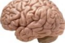 Israeli scientists discover way to block spread of brain cancer