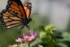 Australian study shows 26 butterflies at great risk of extinction