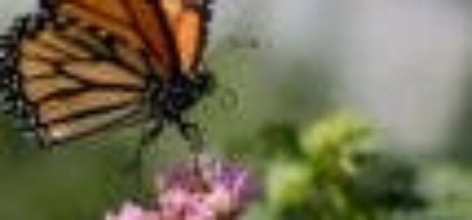 Australian study shows 26 butterflies at great risk of extinction
