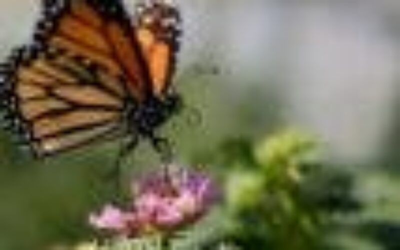 Australian study shows 26 butterflies at great risk of extinction