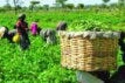 AFEX’s 5 year Impact Report launched, indicates positive change in over 159, 000 farmers
