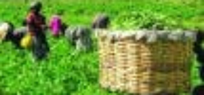 AFEX’s 5 year Impact Report launched, indicates positive change in over 159, 000 farmers