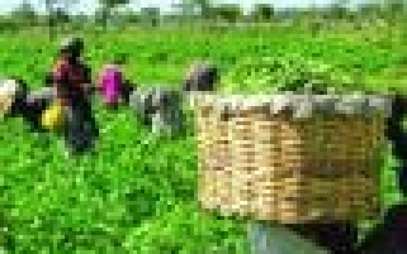 AFEX’s 5 year Impact Report launched, indicates positive change in over 159, 000 farmers