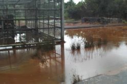 Fresh oil spill hits Bayelsa community