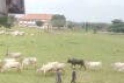PHOTO: Fulani herdsmen, cows invade premises of FUTO, Owerri