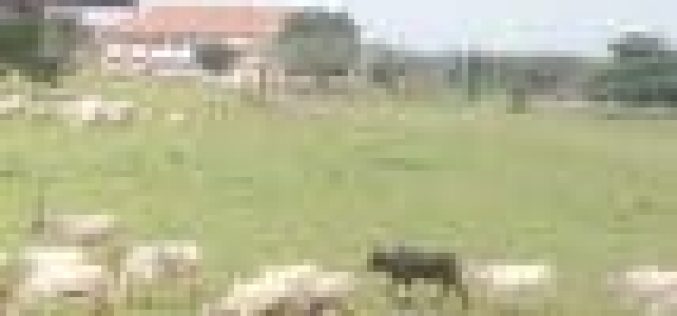 PHOTO: Fulani herdsmen, cows invade premises of FUTO, Owerri