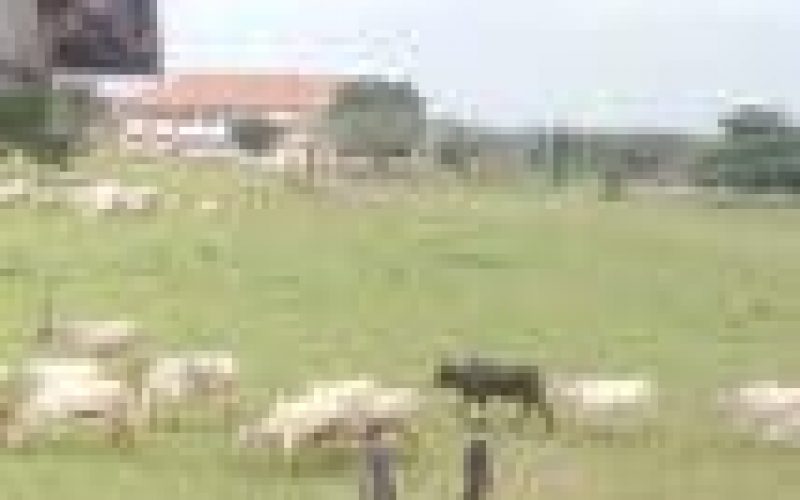 PHOTO: Fulani herdsmen, cows invade premises of FUTO, Owerri