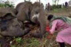 Lightning kills 18 elephants in India ― Official