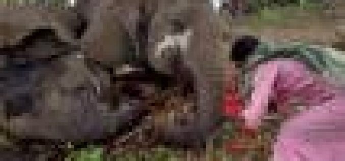 Lightning kills 18 elephants in India ― Official