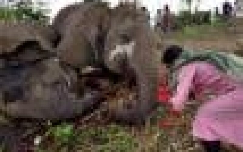 Lightning kills 18 elephants in India ― Official
