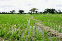 ‘We are out to regain investors trust in agro-allied investment business’