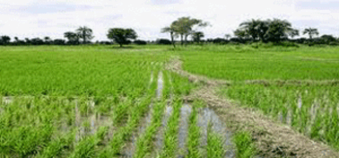 ‘We are out to regain investors trust in agro-allied investment business’