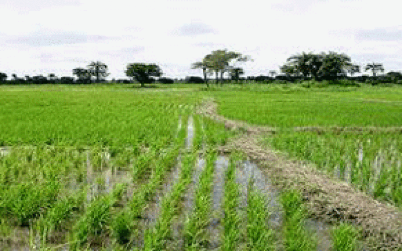 ‘We are out to regain investors trust in agro-allied investment business’