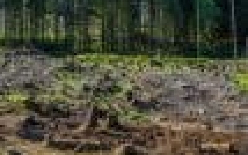World Earth Day: Nigeria ‘ll soon run out of natural resources due to pollution, deforestation— Activists