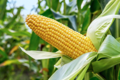 Food Scarcity: Why Buhari must assent to PVP bill now – Experts
