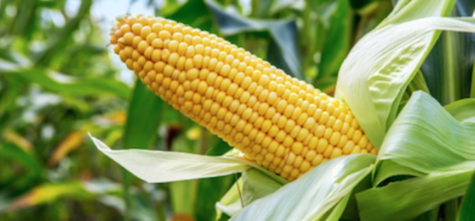 Food Scarcity: Why Buhari must assent to PVP bill now – Experts