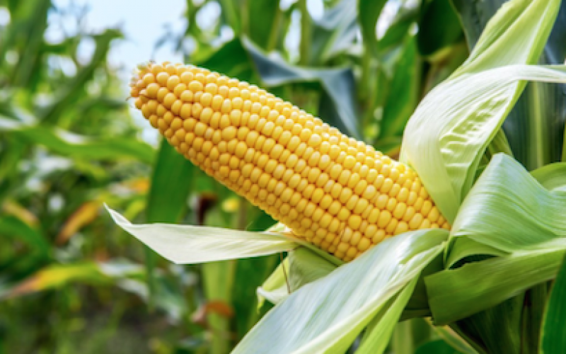 Food Scarcity: Why Buhari must assent to PVP bill now – Experts