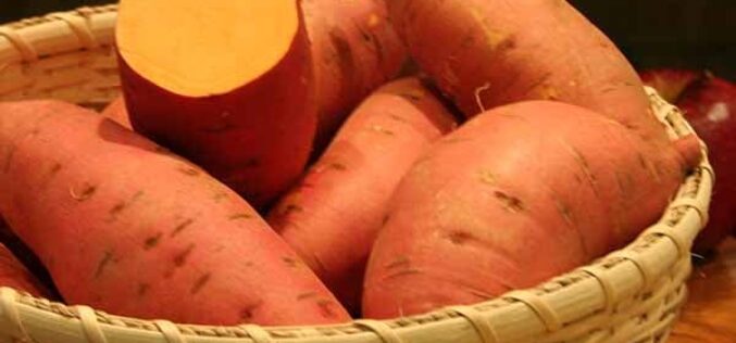 FG charges stakeholders on solution to low adoption, utilization of Orange Flesh Sweet Potato