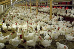 Experts seek reforms to unlock poultry industry’s potential