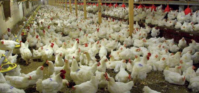 Experts seek reforms to unlock poultry industry’s potential