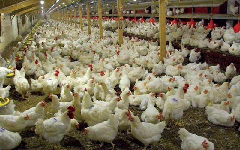 Experts seek reforms to unlock poultry industry’s potential