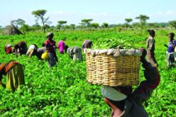FG, BOA sign MoU to empower 3 million women farmers