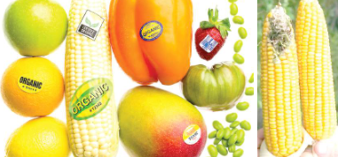 More controversy trails GMO adoption in Nigeria’s agro food system