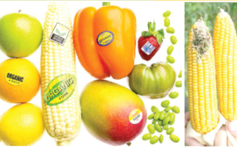 More controversy trails GMO adoption in Nigeria’s agro food system