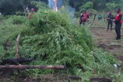 NDLEA destroys 4.6 tonnes of suspected cannabis farms in Edo