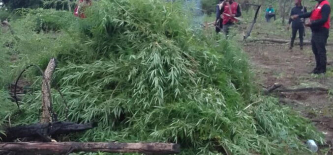NDLEA destroys 4.6 tonnes of suspected cannabis farms in Edo