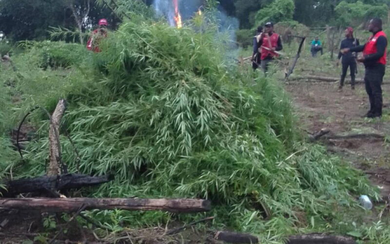 NDLEA destroys 4.6 tonnes of suspected cannabis farms in Edo