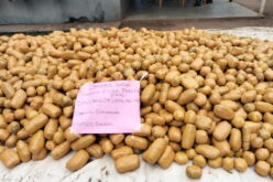 Customs seizes cannabis sativa worth N2bn in Ogun